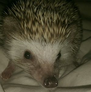 Meet your Posher, Anna